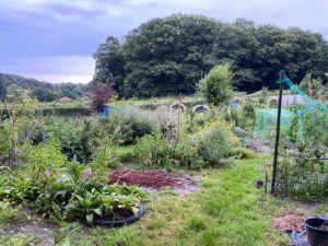 Volkstuinvereniging de Heselbergh: verschillende moestuinen waarop groente wordt verbouwd.