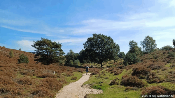 Man loopt op de Posbank tussen de heidebloemen.